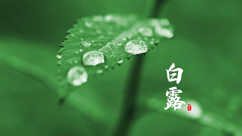 白露至，，，，，日后秋渐深